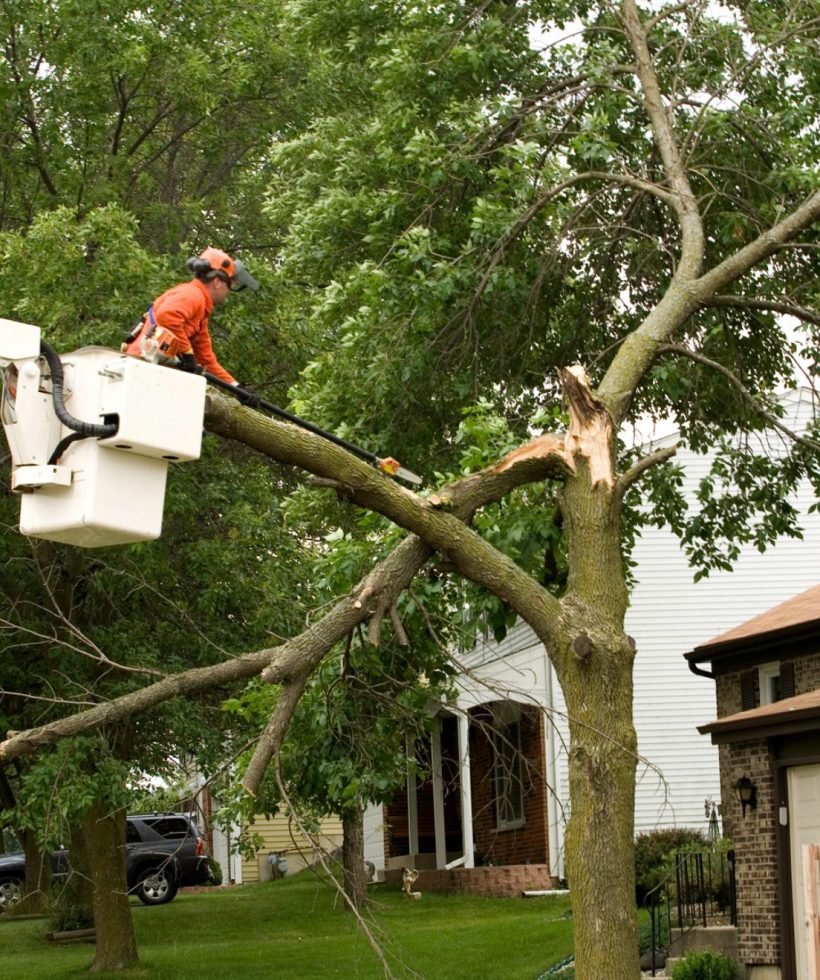 Go Green Tree Service team on a tree care project