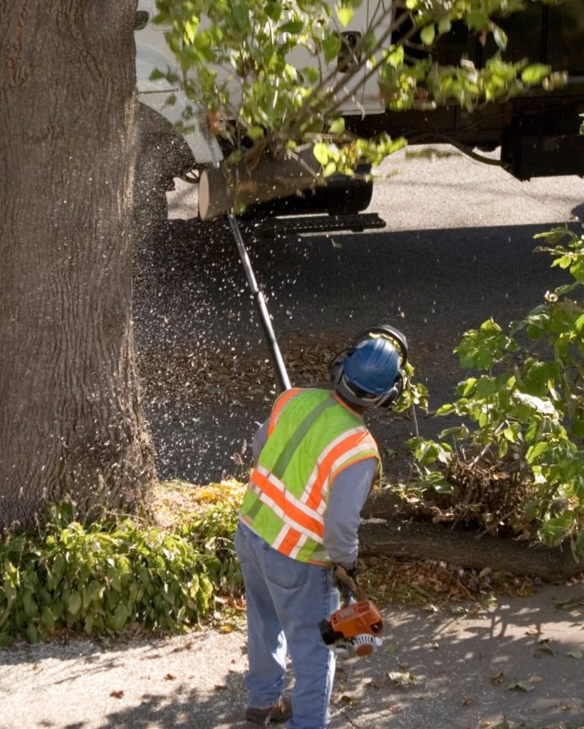 Completed tree care project result